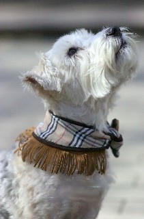 Fifiany & Co. Burberry Collar for Pets